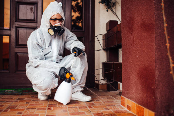 Attic and Crawl Space Rodent Treatment in International Falls