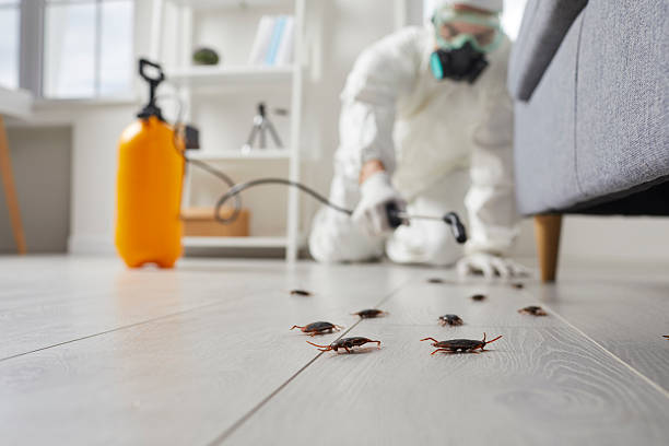 Commercial Rodent Management in International Falls